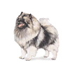 Keeshond Puppies for sale