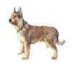 Berger Picard Puppies for sale