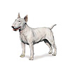 Bull Terrier Puppies for sale