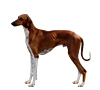 Azawakh Puppies for sale