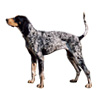Bluetick Coonhound Puppies for sale