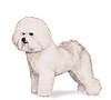 Bichon Frise Puppies for sale