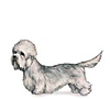 Dandie Dinmont Terrier Puppies for sale