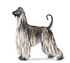 Afghan Hound Puppies for sale