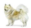 Icelandic Sheepdog Puppies for sale