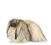 Pekingese Puppies for sale