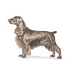 Field Spaniel Puppies for sale