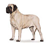 Mastiff Puppies for sale