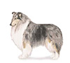 Collie Puppies for sale