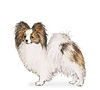 Papillon Puppies for sale