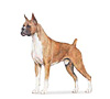 Boxer Puppies for sale