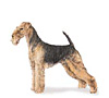 Airedale Terrier Puppies for sale