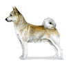 Norwegian Buhund Puppies for sale