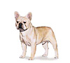French Bulldog Puppies for sale