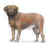 Dogue de Bordeaux Puppies for sale