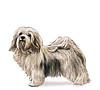 Havanese Puppies for sale