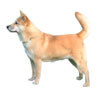 Jindo Puppies for sale
