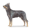 Beauceron Puppies for sale
