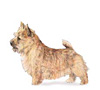Norwich Terrier Puppies for sale