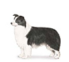 Border Collie Puppies for sale