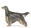 Gordon Setter Puppies for sale
