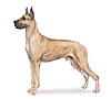 Great Dane Puppies for sale