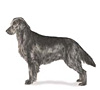 Flat-Coated Retriever Puppies for sale