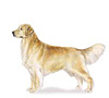 Golden Retriever Puppies for sale
