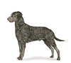 Curly-Coated Retriever Puppies for sale