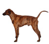treeing tennessee brindle puppies for sale treeing tennessee brindle coonhound puppies for sale treeing tennessee brindle treeing tennessee brindle puppies for sale treeing tennessee brindle coonhound puppies for sale treeing tennessee brindle