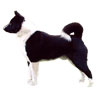 Karelian Bear Dog Puppies for sale