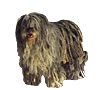 Bergamasco Puppies for sale