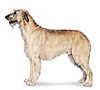 Irish Wolfhound Puppies for sale