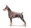 Doberman Pinscher Puppies for sale