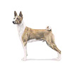 Basenji Puppies for sale
