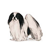 Japanese Chin Puppies for sale